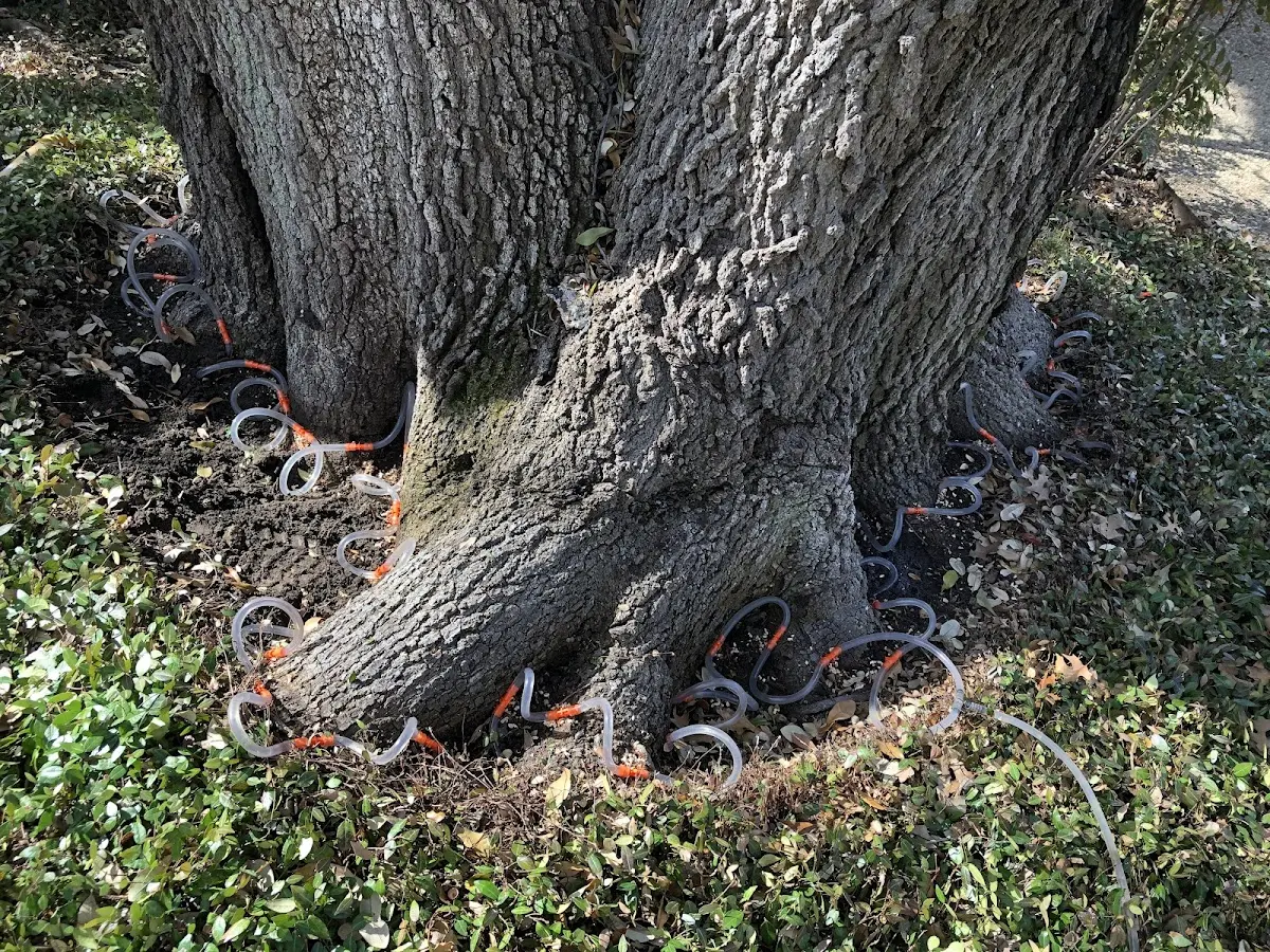 Detailed Tree Cabling and Bracing job site in Rocky Mount