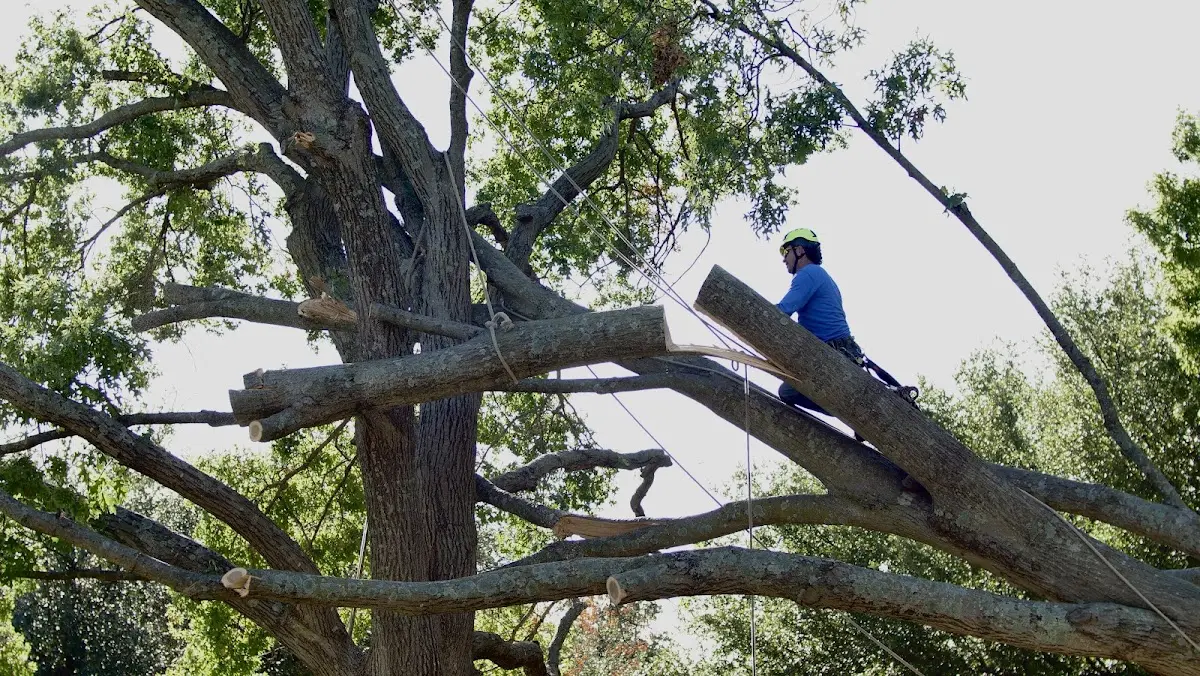Professional Crown Thinning performed by certified arborists in Rocky Mount